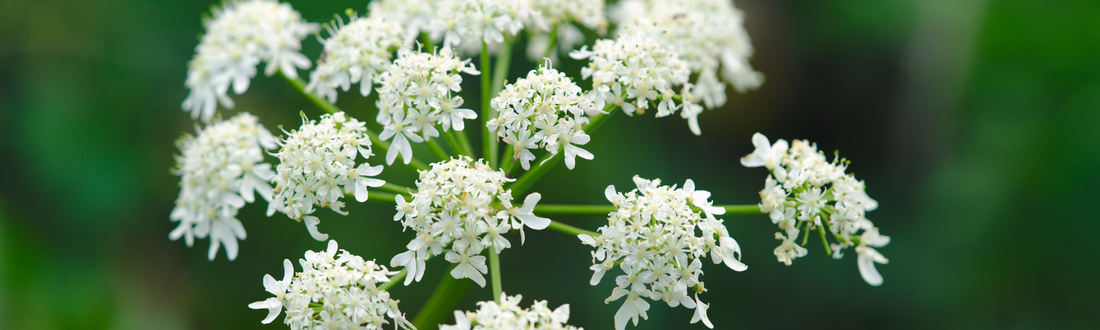 Unlock the Secrets of Angelica Essential Oil: A Holistic Health Guide