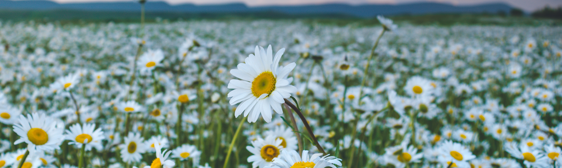 Roman Chamomile vs. German Chamomile: History, Uses, Benefits, and Recipes