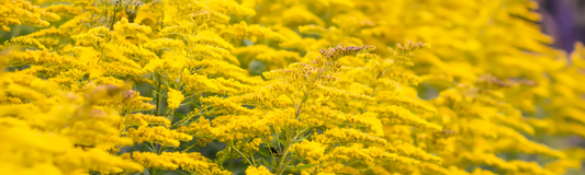 Goldenrod Essential Oil: Benefits, Uses, and DIY Recipes