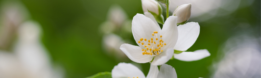 The Timeless Elegance of Jasmine Essential Oils