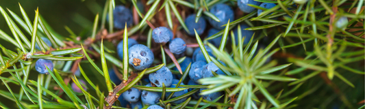 Juniper Essential Oil: A Botanical Marvel for Mind, Body, and Soul